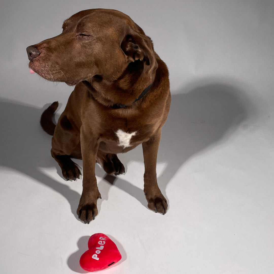 Dog Toys Pet Gear