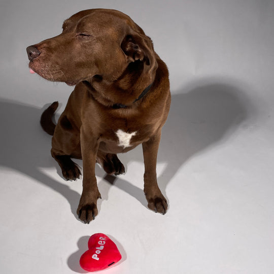 Dog Toys Pet Gear